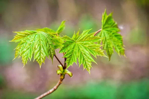 New Maple Leaves Springtime Forest — Stock Photo, Image