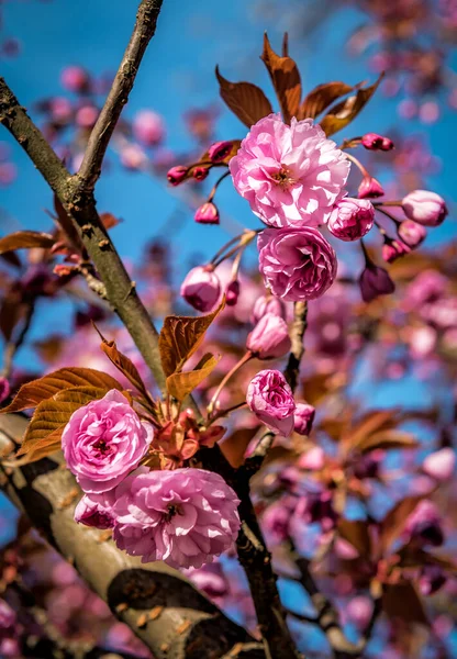 Piękne Purpurowe Kwiaty Sakura Drzewie — Zdjęcie stockowe