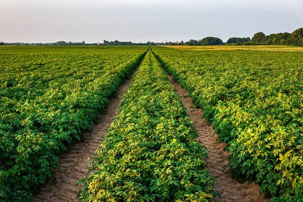 Gün Batımında Yeşil Yemyeşil Patates Tarlasında Traktör Izleri — Stok fotoğraf