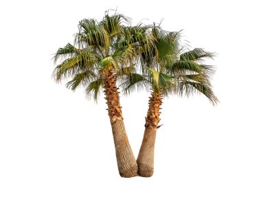 iki beyaz izole palmiyeler