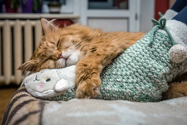 Feliz Gato Vermelho Dorme Pés Humanos Meias Engraçadas — Fotografia de Stock