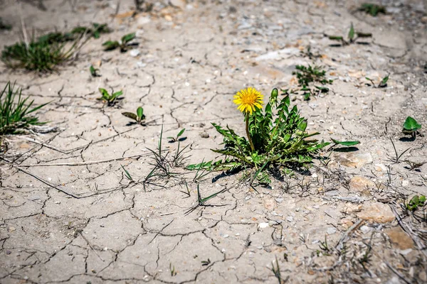 Single Yellow Dandelion Flower Barren Soil Yellow Flower Grows Sand — Fotografia de Stock