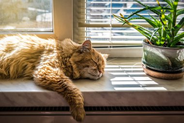 Kırmızı tembel kedi güneş ışığında pencere eşiğinde uyuyor.