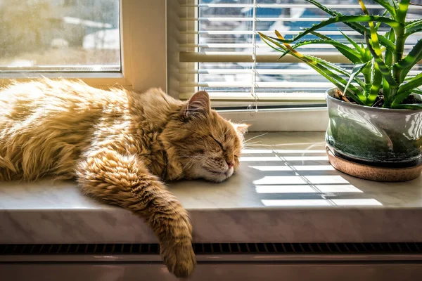 Gato Preguiçoso Vermelho Dormindo Peitoril Janela Luz Sol — Fotografia de Stock