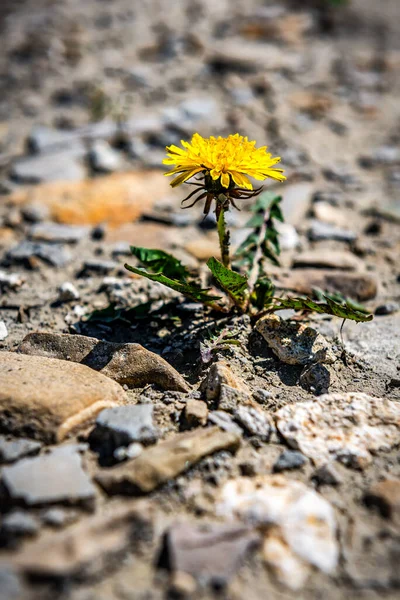 Pojedynczy Kwiat Mniszka Lekarskiego Jałowej Ziemi Żółty Kwiat Rośnie Piasku — Zdjęcie stockowe