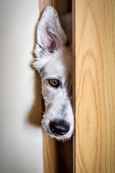 Funny White Swiss Shepherd Dog Looking Barn Door Stockfoto