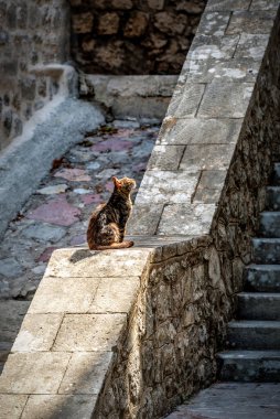 The homeless cat sits on the old stone steps and looks up