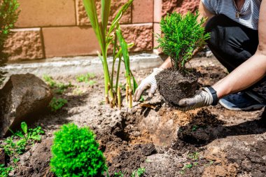 Woman transplant a decorative thuja seedling