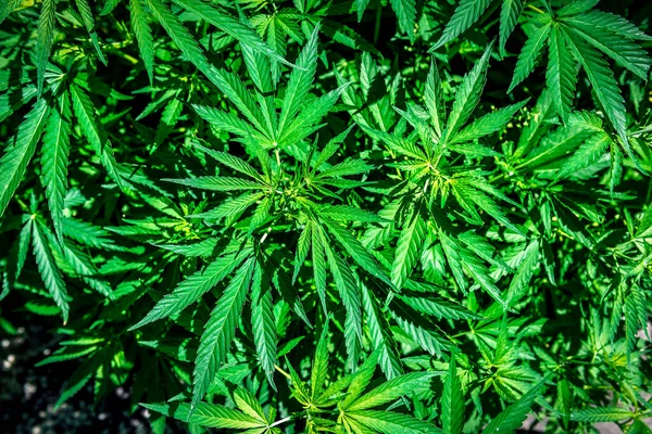 Mature Marijuana Plant Bud Leaves Texture Marijuana Plants Healthcare Medical — Photo