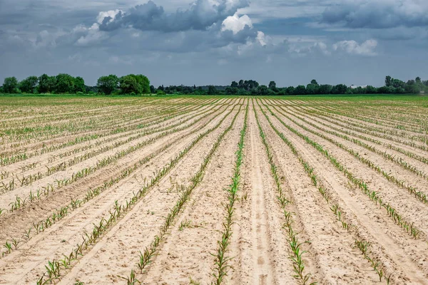 Row Sprouted Young Corn Maize Field Agricultural Landscape — Stockfoto