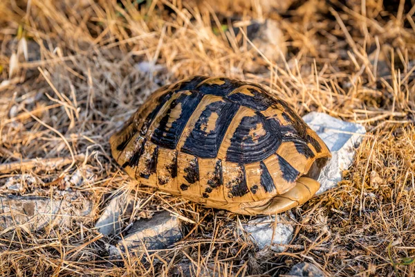 Shell Wild Tortoise Turtle Dry Grass — Stock Fotó