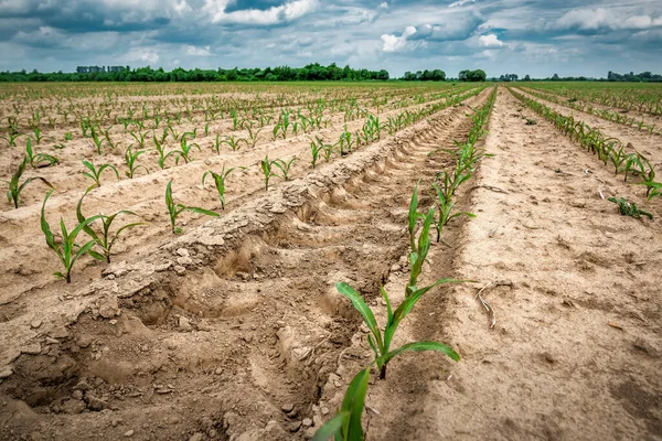 Tracks Tractor Field Young Corn Maize — Stockfoto