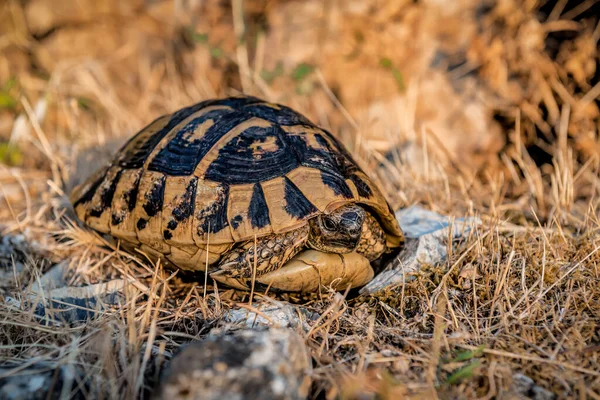 Wild Yellow Turtle Resting Dry Grass — Stock Fotó
