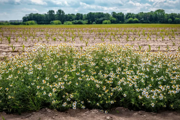 Wild Chamomile Matricaria Chamomilla Field Herbal Medicine Theme — Stockfoto