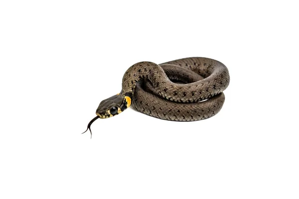 Young Small Snake Isolated White Background — Fotografia de Stock