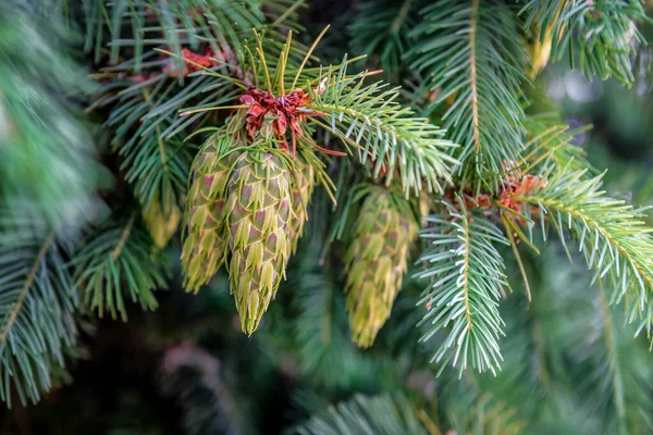 Young Green Cones Spruce Branches Fir Pine Tree — Stock Photo, Image