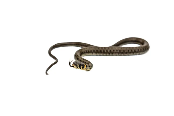 Young Snake Isolated White Background — Fotografia de Stock