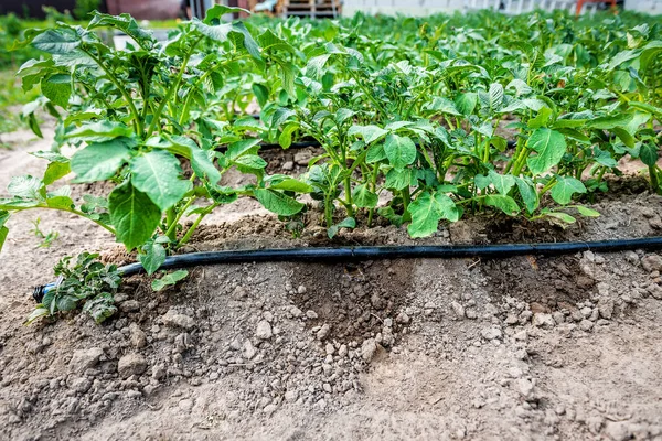 Young Potatoes Growing Field Connected Drip Irrigation Agriculture Landscape Rural — Fotografia de Stock