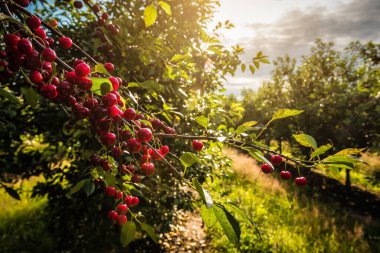 Cherry garden, ripe sweet cherries on the twig