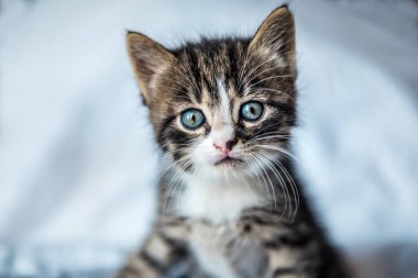 Mavi gözlü şirin gri kedi yavrusu portresi