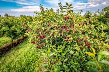 Bahçede olgun böğürtlenlerle yemyeşil kiraz ağacı