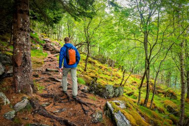 Mavi ceketli ve sırt çantalı bir adam yeşil Norveç ormanında yürüyüş yapıyor.