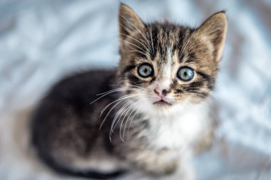 Mavi gözlü şirin gri beyaz kedi yavrusu portresi