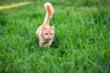 Kızıl kızıl kedi yüksek yeşil çimlerde