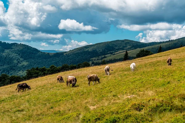 Herd Cows Graze Pasture Mountains Cloudy Sky — Stock Photo, Image