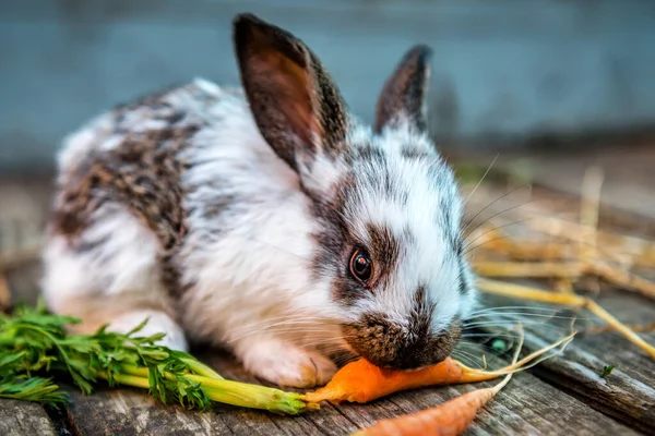 小白兔吃生熟的胡萝卜 — 图库照片