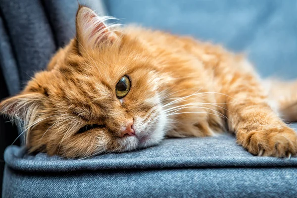 Імбир Спить Червона Кішка Відпочиває Зручному Дивані — стокове фото