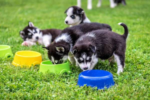 Bonitos Filhotes Cachorro Husky Comendo Grama Verde — Fotografia de Stock