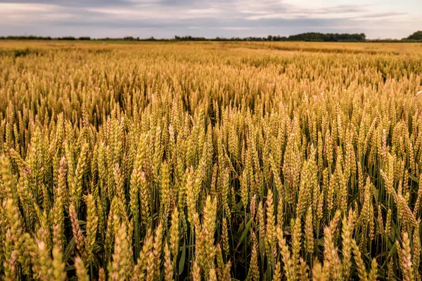 Ripe Golden Wheat Field Sunset — Stock Photo, Image