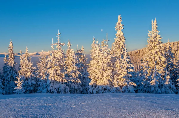 Sapins Neigeux Dans Les Montagnes Hiver Lever Soleil Beau Paysage — Photo