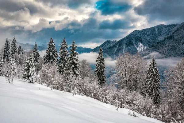 Winterlandschaft Den Bergen Verschneite Tannen Nach Schneesturm — Stockfoto