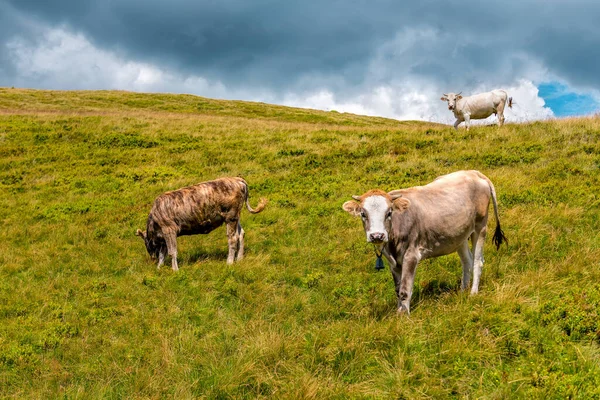 Veaux Vache Sur Pâturage Dans Les Montagnes — Photo