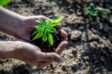 Kenevir bitkisini tutan çiftçi elleri. Marihuana tarlası konsepti. Tarım teması