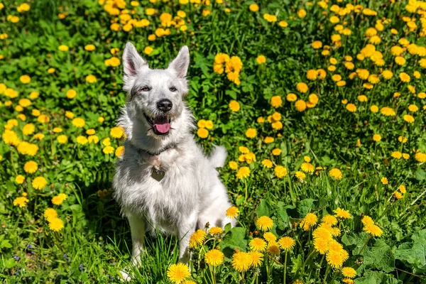 盛开的蒲公英地里可爱的毛茸茸的白狗 — 图库照片