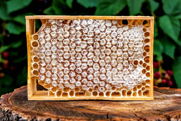 Fresh honey frame full of honey, sweet honeycombs