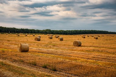 Sahada saman balyaları, güzel manzaralar. Tarım teması