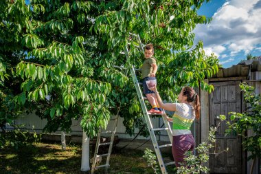 Çocuk bahçede kiraz topluyor. Küçük çocuk annesiyle birlikte bahçedeki ağaçtan kirazları koparır.