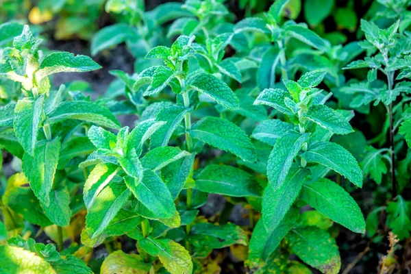 Aromatická Rostlina Máty Zeleninové Zahradě — Stock fotografie