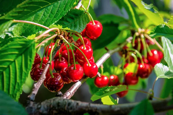 成熟的甜红樱桃和绿叶的树 食物成份 — 图库照片