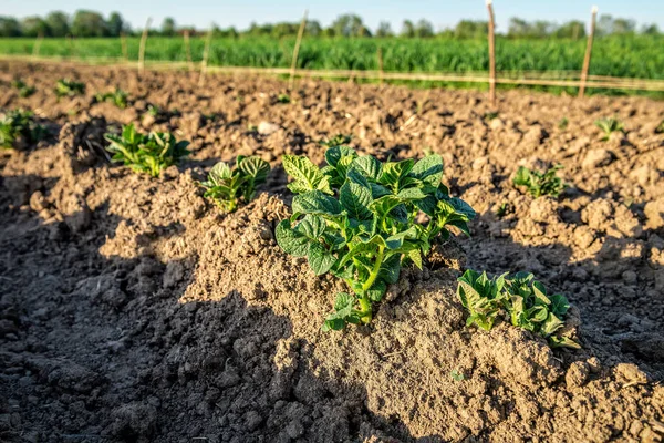 Sprouted Arbusto Batata Verde Campo Tema Agrícola — Fotografia de Stock