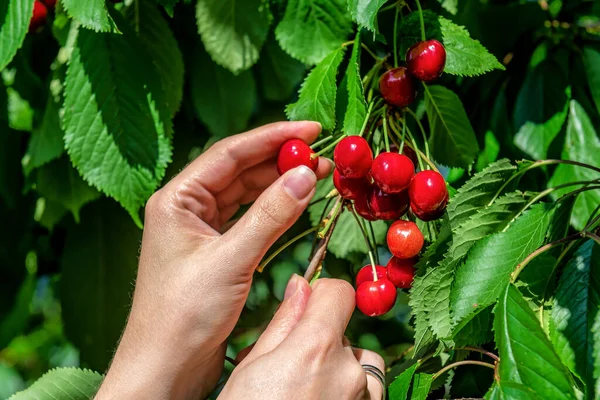 Women hand picks ripe sweet cherries