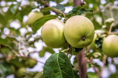 Organik bahçede toplanmaya hazır bir dalda yeşil elmalar.