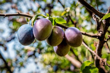 Meyve bahçesindeki dal üzerinde sulu organik erikler