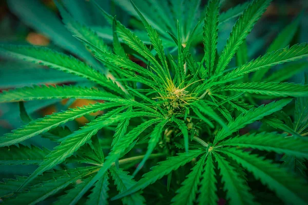 Plante Cannabis Fleurs Marijuana Avec Stigmates Jaunes Feuilles Vertes Avec — Photo