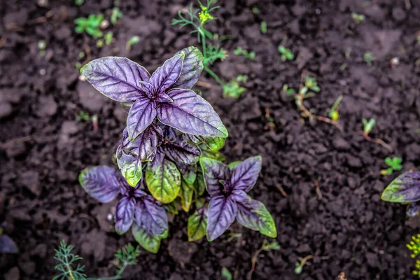 Purple Basil planting, growing, and harvesting in organic garden. Purple green basil plant
