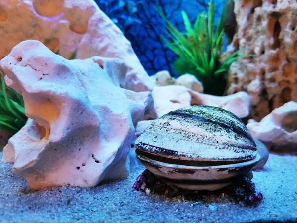 Bivalve Shell Pearl Aquarium — 图库照片